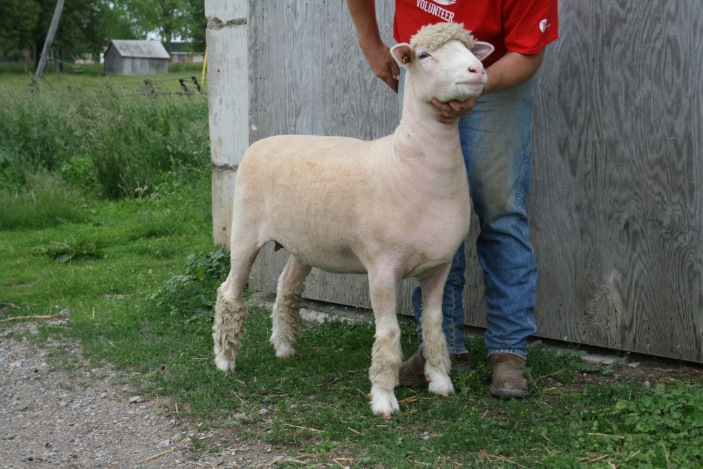All Canada Classic Brien Sheep