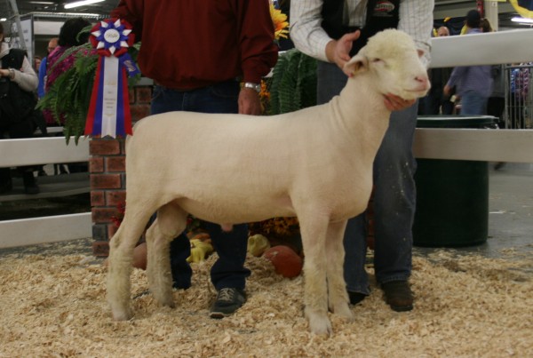 2015 Champion Dorset Ram Brien G&L 56C