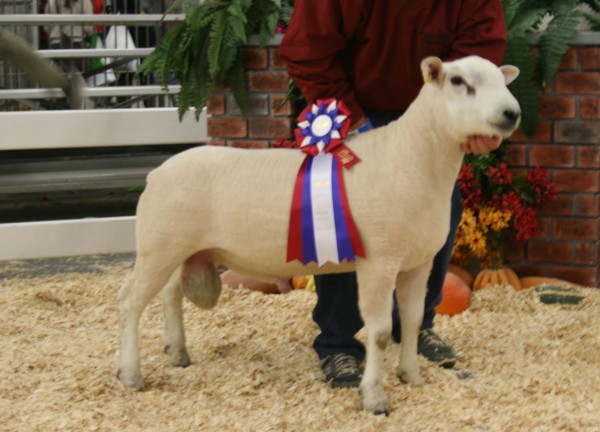 2015 All Other Breeds Ram - Texel - Brien G&L 49C