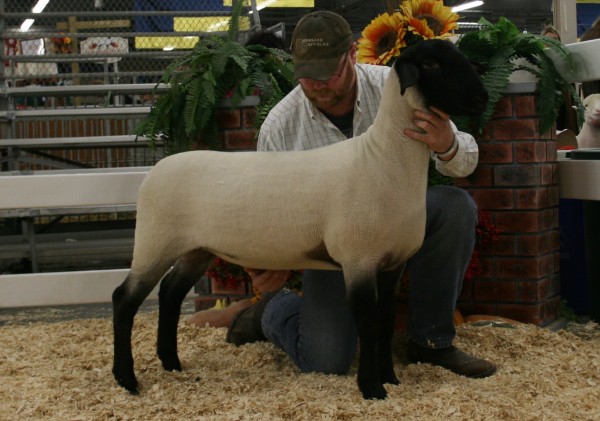 4th Place Slick Sheared Suffolk Ewe Lamb - Ridgeline 26C