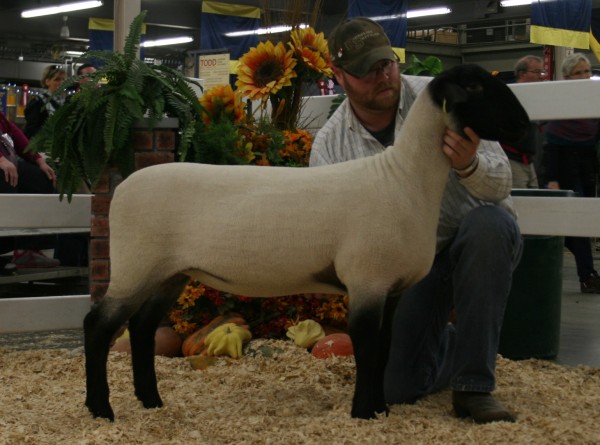 6th place Slick Sheared Suffolk Ewe Lamb - Ridgeline 36C