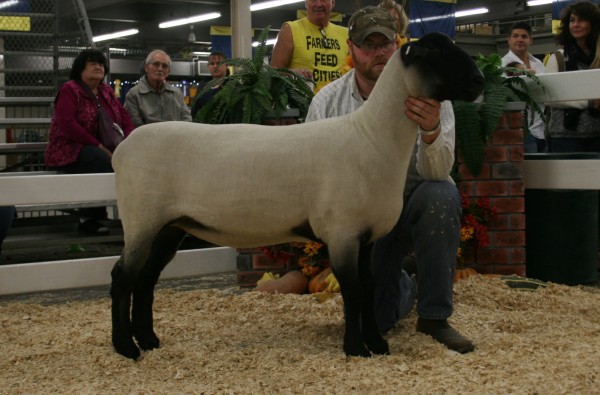 3rd Place Slick Sheared Suffolk Yearling Ewe - Todd 17B