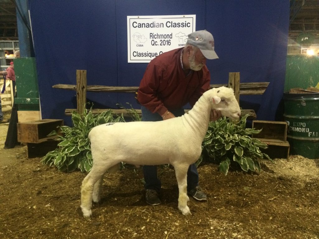 Lot 74: Brien G&L 85C will be a great addition to the Jameshaven Flock, from Russell, ON.
