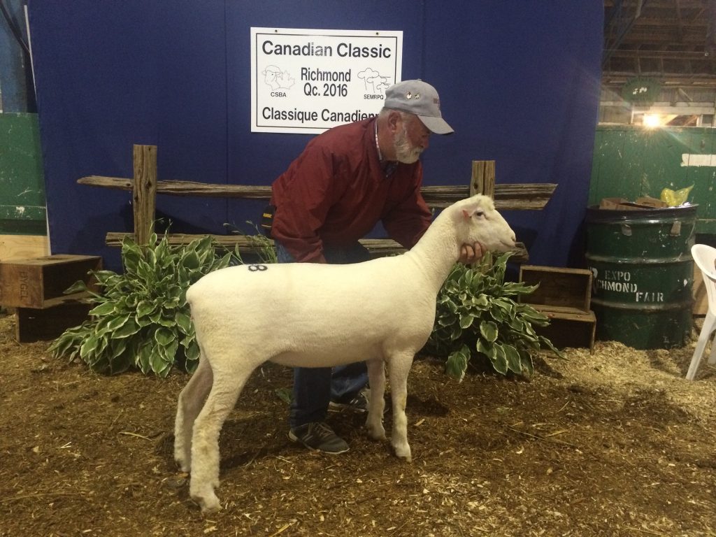 Lot 48: Brien G&L 81C was purchased by Ewetopia Farms of Kingston, On. Thank you to Ewetopia Farms for also purchasing Lot 40: Brien G&L 59C.