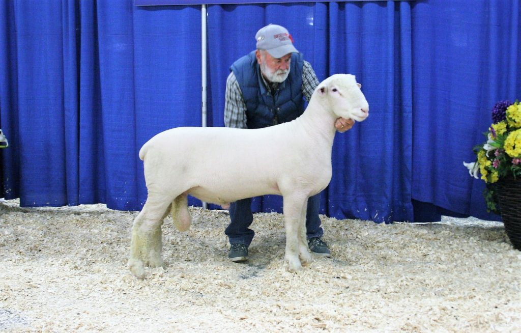 MBK 15D - 2nd place slick shorn ram lamb, Reserve champion dorset ram