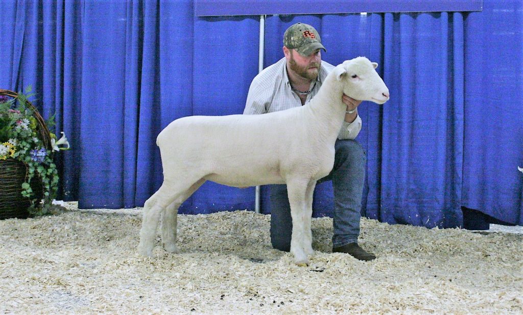 MBK 83C - 2nd place fall ewe lamb