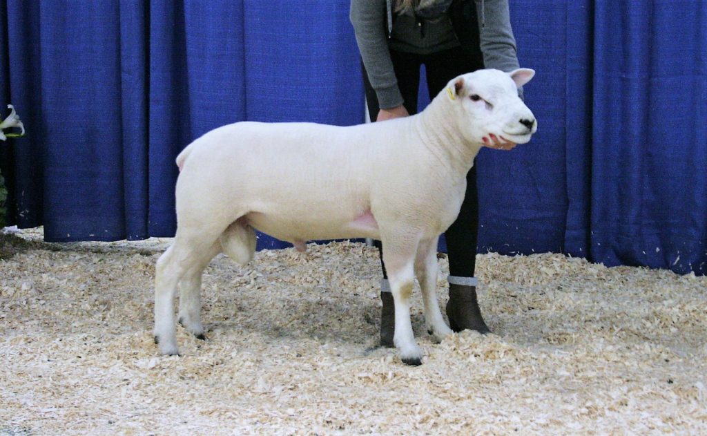 MBK 26D - Reserve Champion AOB Ram and Member of the Supreme Champion Get of Sire. Watch for him in Red Deer