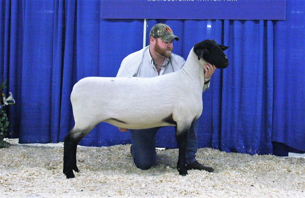 Ridgeline 36C - 2nd place Slick Sheared Suffolk Yearling Ewe