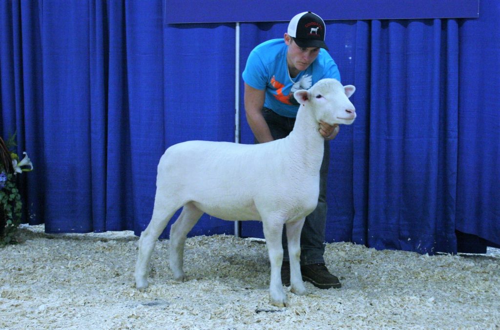 MBK 92C - 3rd place dorset ewe lamb, sold to Noah McNab