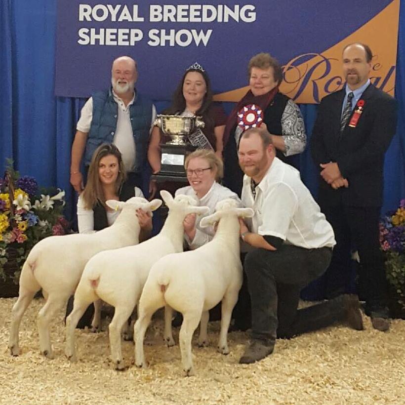 Grand Champion Get of Sire - Sired by Haddo Knockout Res. Grand Champ. AOB ram